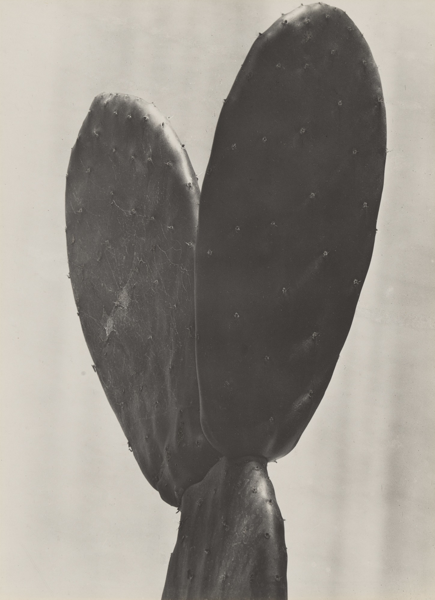 Cactus by Tina Modotti