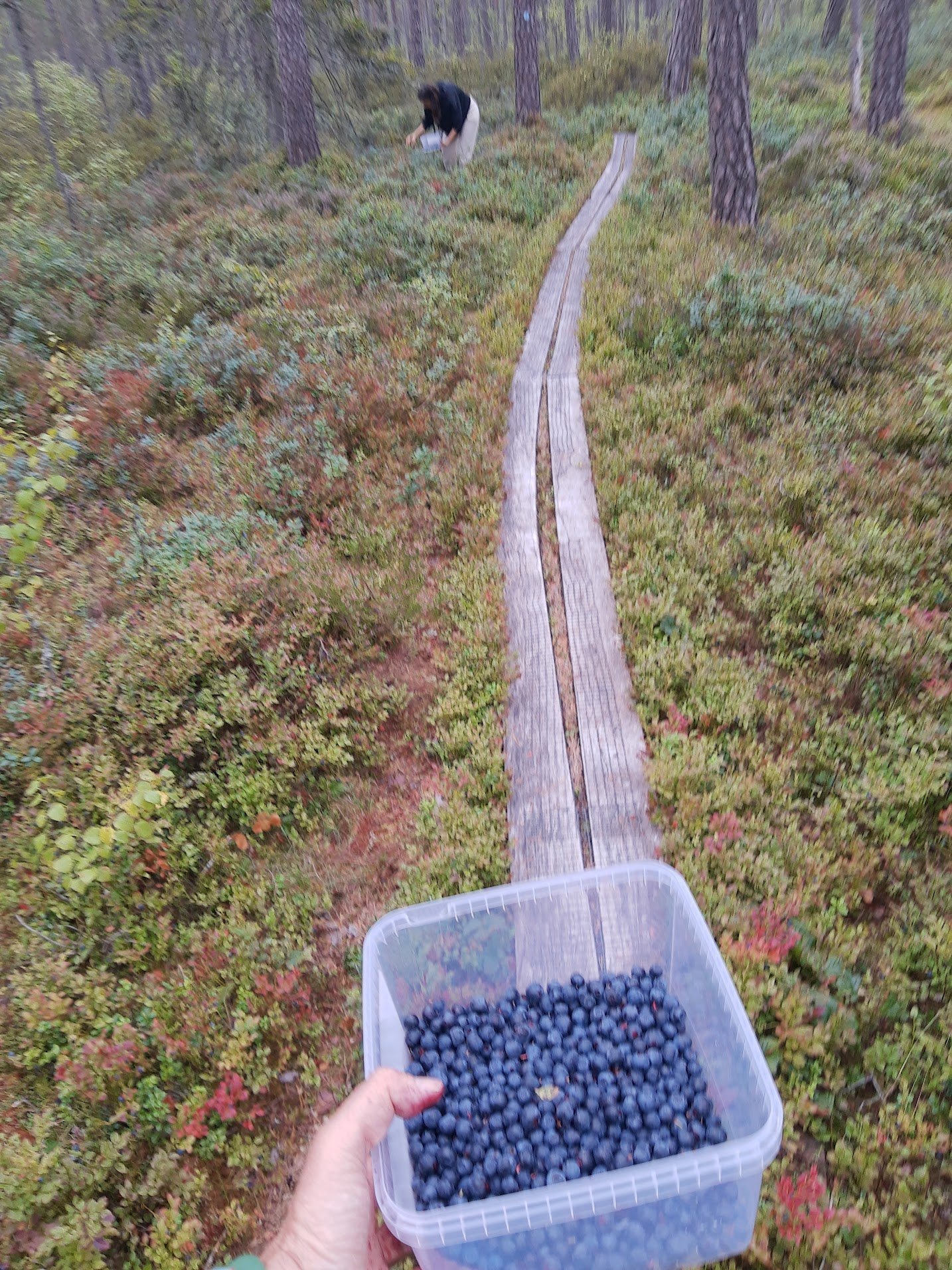 Me and my daughter picking blueberries on a swedish forest this summer