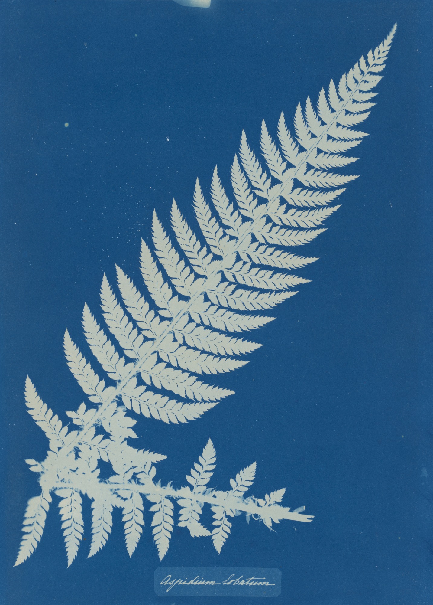 Aspidium Lobatium by Anna Atkins