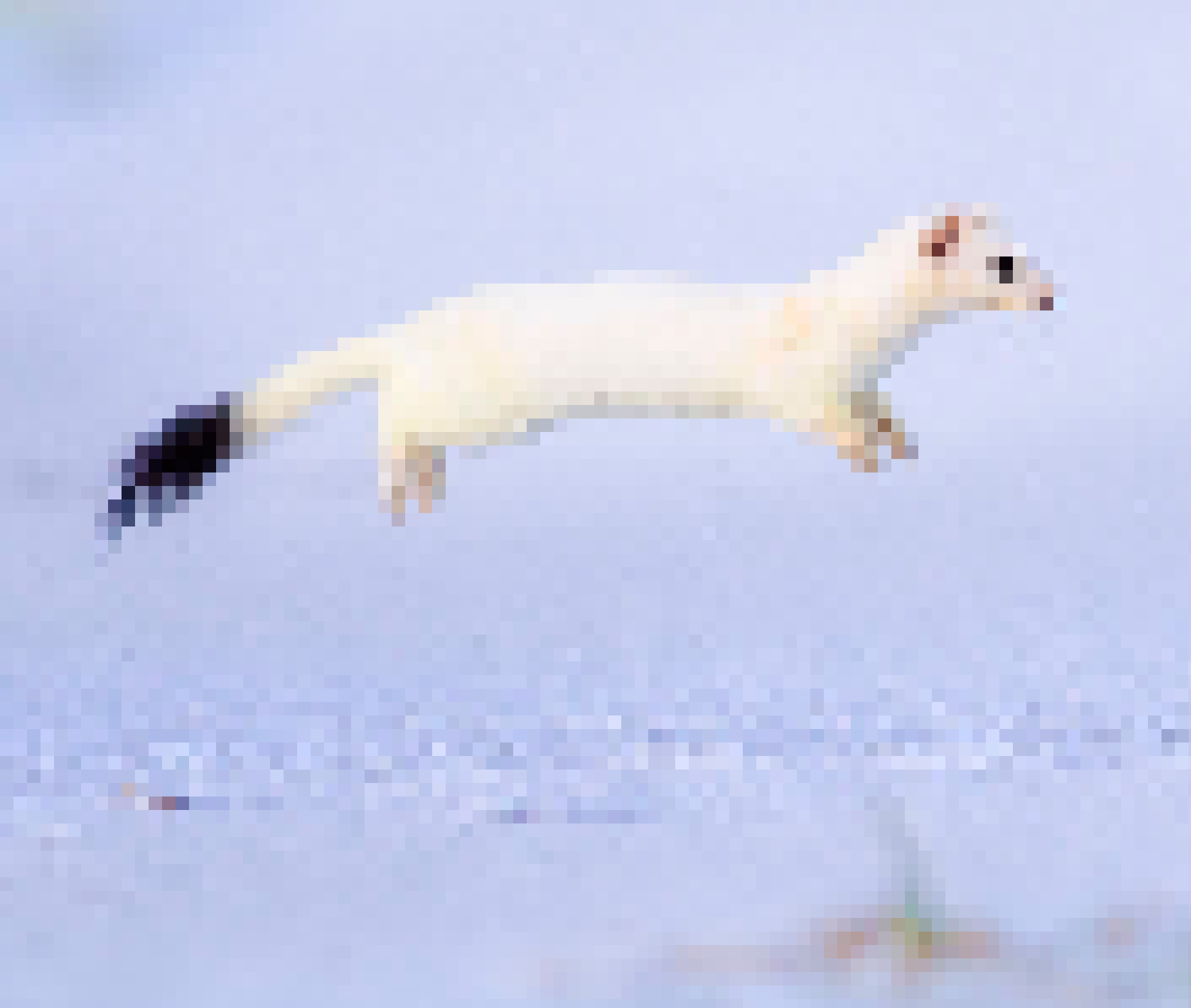 ermine_pokon