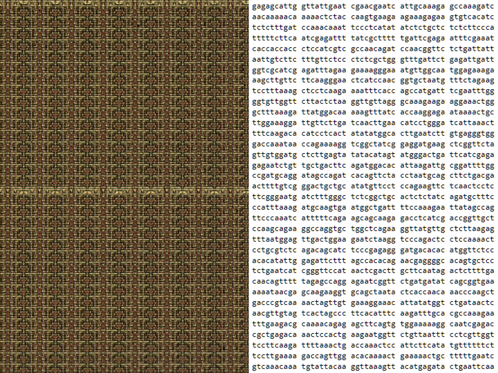 Left: photography of a memory die (HD61914). Right: gene sequence from Arabidopsis. (Wikimedia commons/https://www.ncbi.nlm.nih.gov)