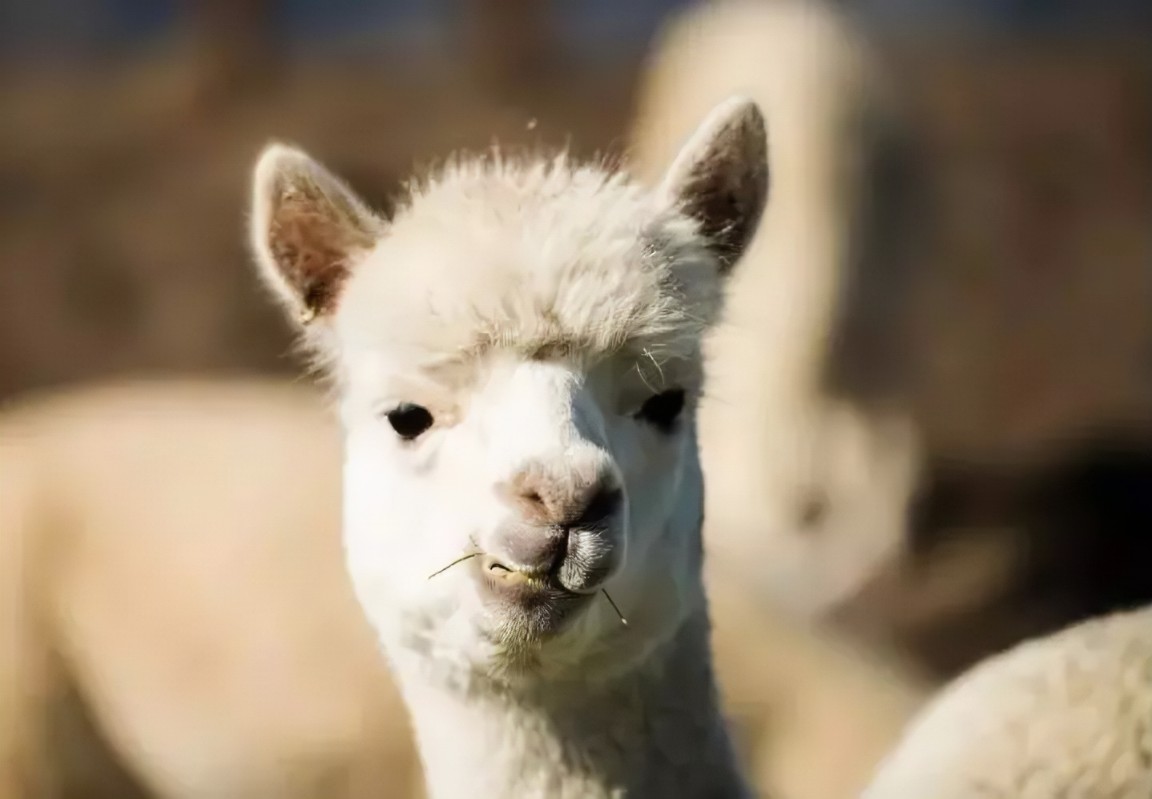 bby alpaca