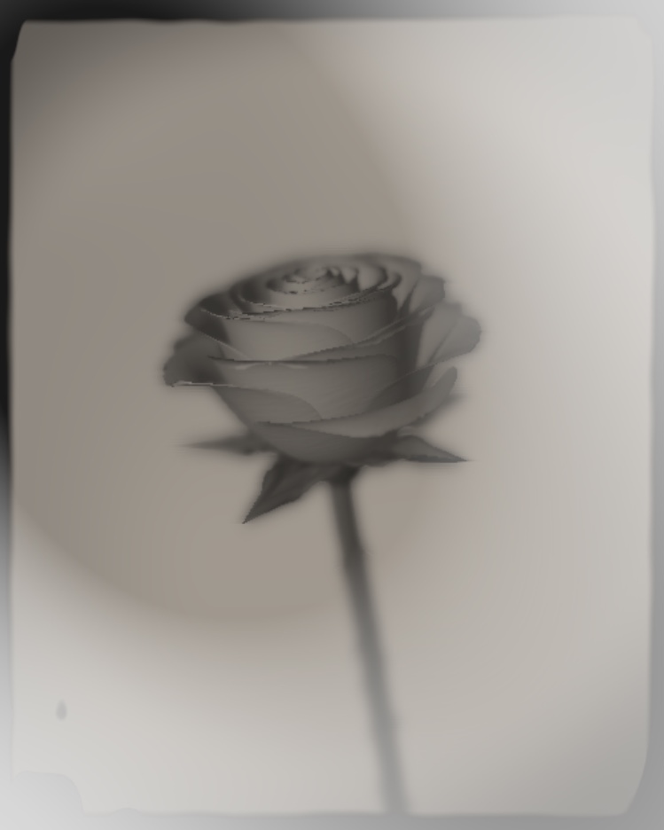 developing image of Rose 1851 #97