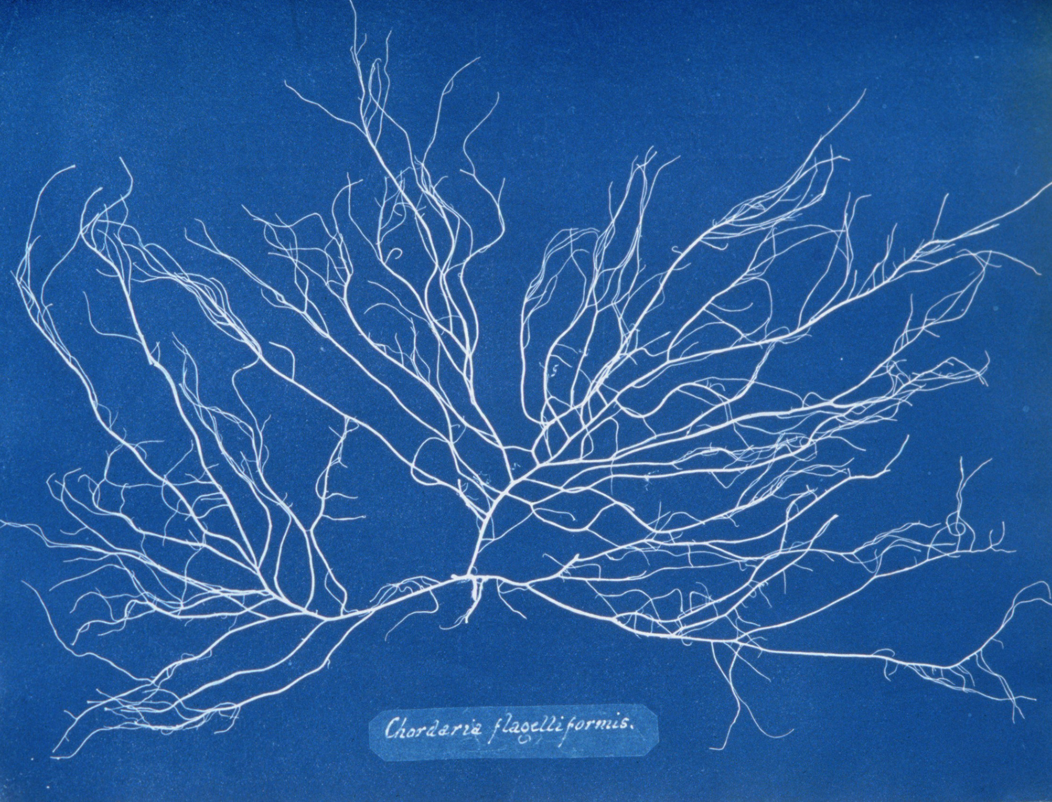 Chordaria flagelliformis by Anna Atkins