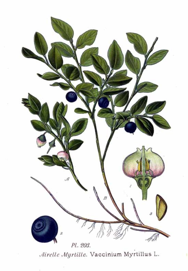 Blueberry illustration from the wikipedia