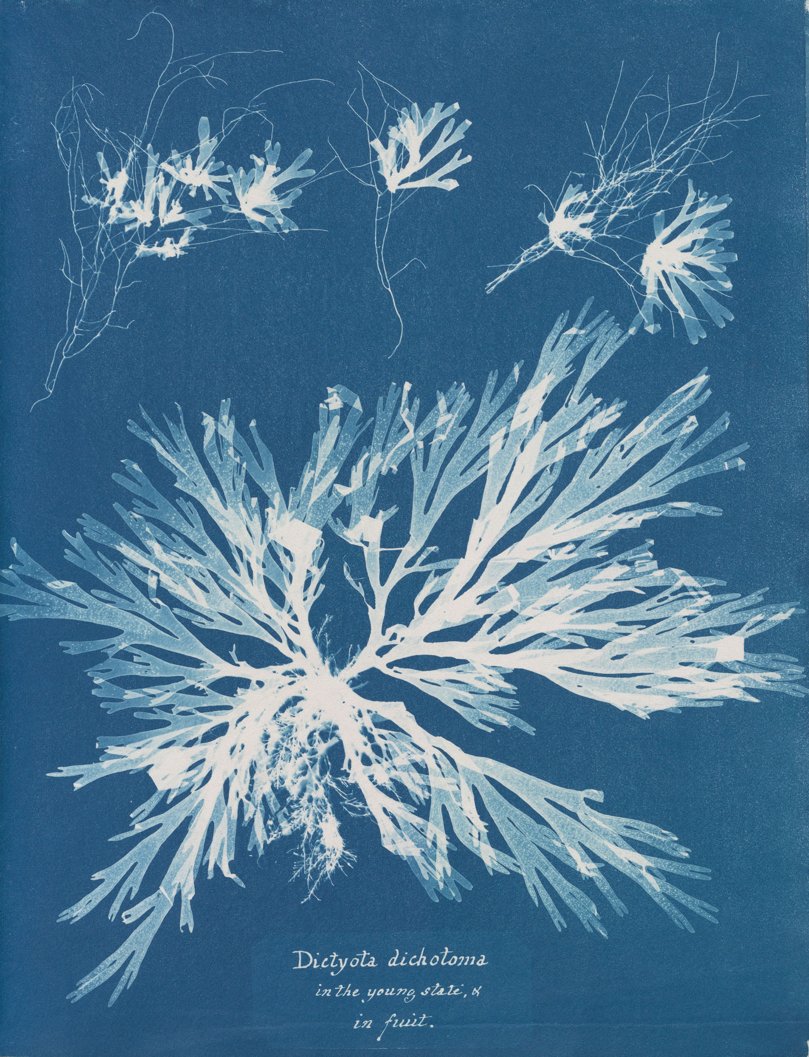 Dictyota dichotoma (Forkweed) by Anna Atkins