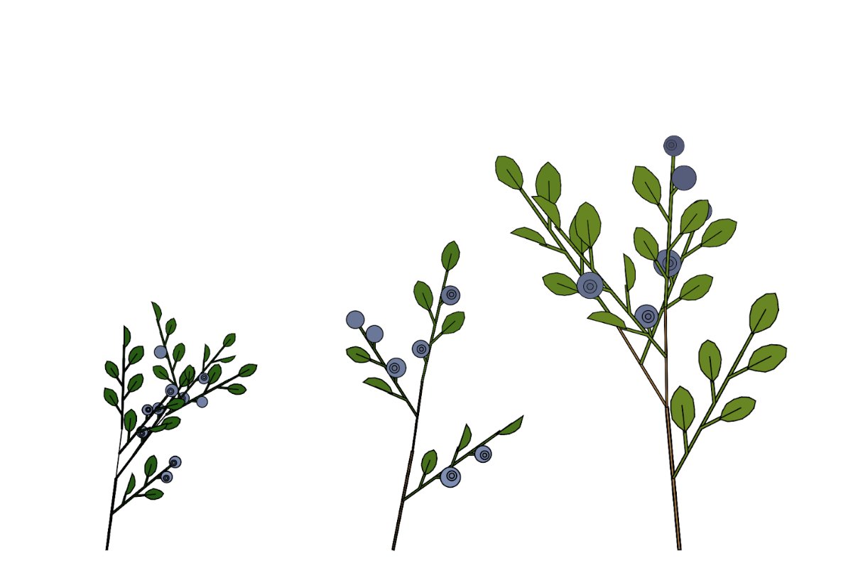 Blueberry variations in svg from the algorithm